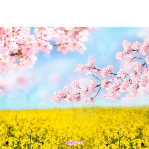 [파티붕붕]D5531 벚꽃 현수막 / 유치원 봄 유채꽃 현수막 어린이집 꽃배경 포토존 제작