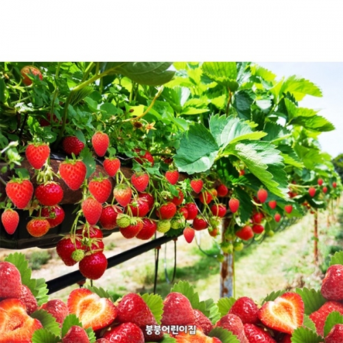 [파티붕붕] D6086 딸기 현수막 / 어린이집 농장 체험 현수막 유치원 딸기체험 실사 포토존 제작