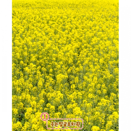 [파티붕붕]D4187 유채꽃 현수막 / 유치원 어린이집 봄 꽃배경 현수막 제작