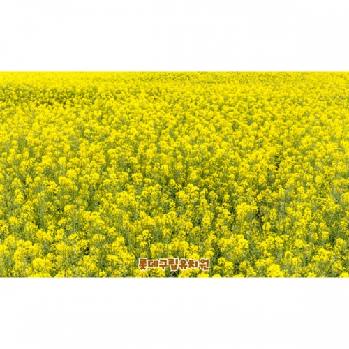 [파티붕붕]D4187 유채꽃 현수막 / 유치원 어린이집 봄 꽃배경 현수막 제작