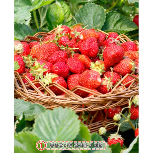 [파티붕붕] D4847 현수막 / 유치원 봄 딸기 현수막 어린이집 딸기체험 포토존 제작