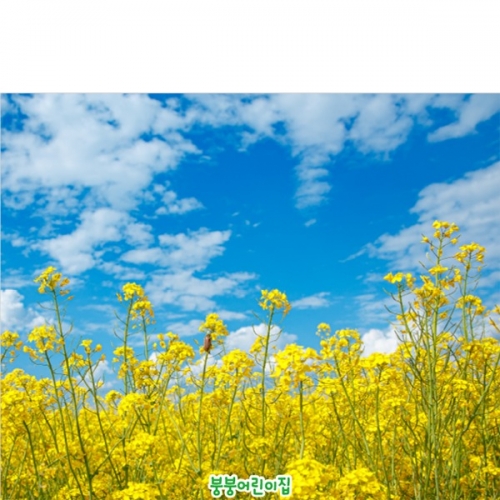[파티붕붕]D4259 봄배경 현수막 / 유채꽃 현수막 유치원 어린이집 봄 꽃배경 포토존