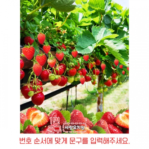 [파티붕붕] D6086 딸기 현수막 / 어린이집 농장 체험 현수막 유치원 딸기체험 실사 포토존 제작