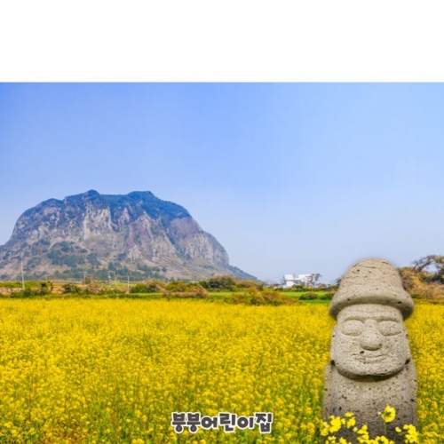 [파티붕붕]D4186 봄배경 현수막 / 제주 한라산 돌하르방 봄 유채꽃 포토존 현수막 제작