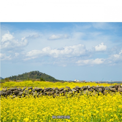 [파티붕붕]D6905 현수막 / 유치원 봄 제주 유채꽃 현수막 어린이집 봄배경 포토존 제작