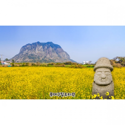 [파티붕붕]D4186 봄배경 현수막 / 제주 한라산 돌하르방 봄 유채꽃 포토존 현수막 제작