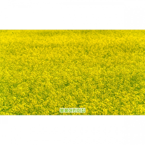 [파티붕붕]D4260 봄꽃 배경 현수막 / 유치원 어린이집 봄 유채꽃 배경 현수막 포토존 제작
