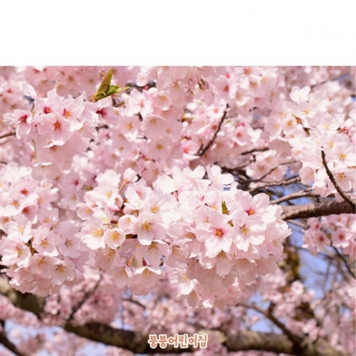 [파티붕붕]D4177 벚꽃 현수막 / 유치원 어린이집 봄 꽃배경 현수막 실사출력 포토존 제작