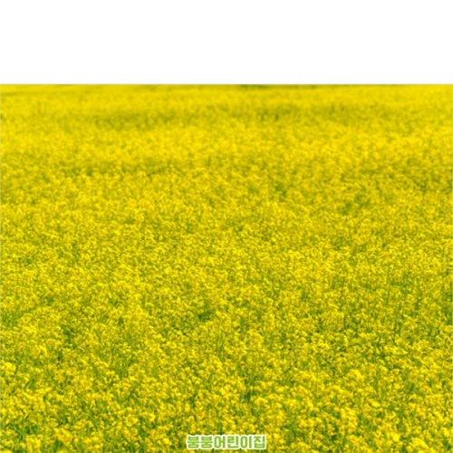 [파티붕붕]D4260 봄꽃 배경 현수막 / 유치원 어린이집 봄 유채꽃 배경 현수막 포토존 제작