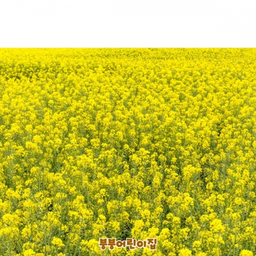 [파티붕붕]D4187 유채꽃 현수막 / 유치원 어린이집 봄 꽃배경 현수막 제작