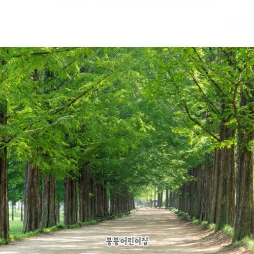 [파티붕붕] D4174 숲 현수막 / 유치원 어린이집 숲길 배경 포토존 현수막