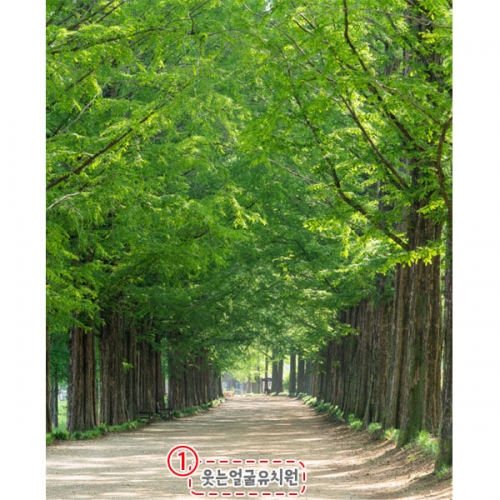[파티붕붕] D4174 숲 현수막 / 유치원 어린이집 숲길 배경 포토존 현수막