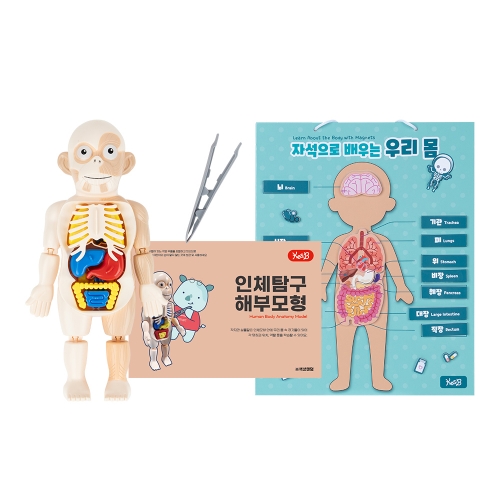 [캐스비]네이처 인체탐구해부모형+활동지(3060) (세트 종류 선택)