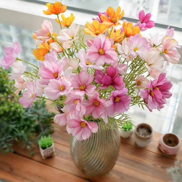 가을 코스모스 꽃