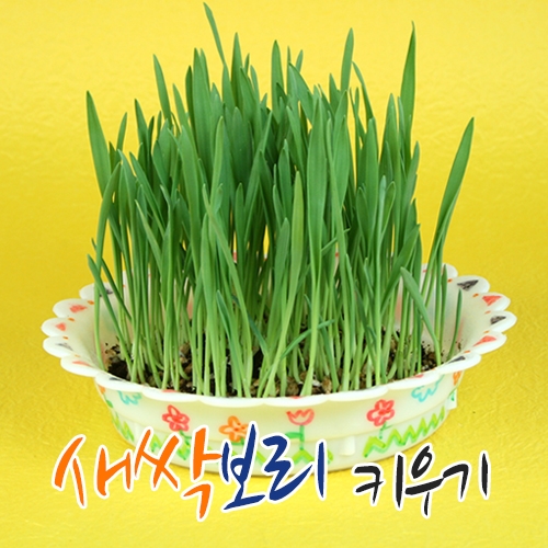 [탑키드] 새싹 보리 키우기 (5인용)