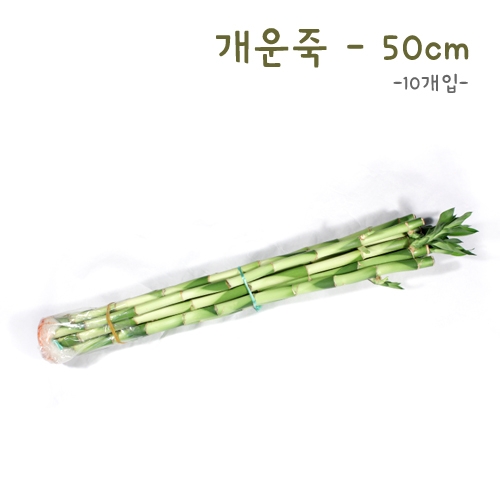 개운죽50cm-10p