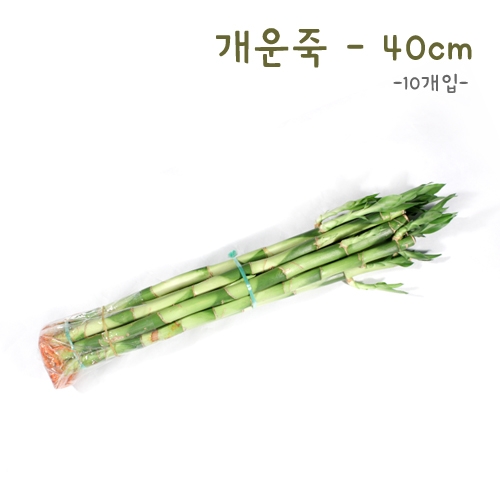 개운죽40cm-10p