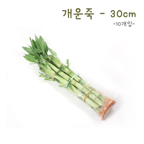 개운죽30cm-10p