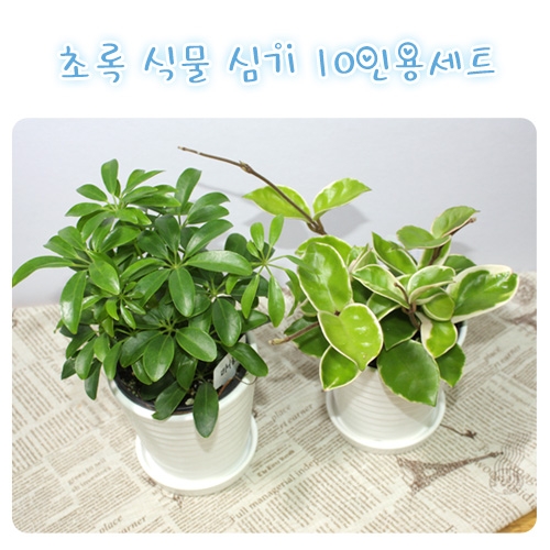 초록식물키우기10인용세트(도자기화분포함)