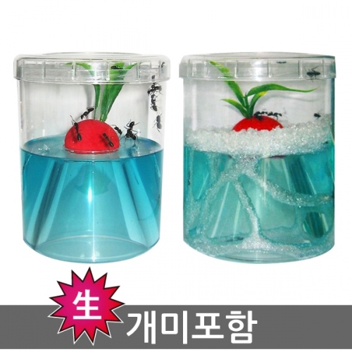 [관찰스쿨] 개미가 들어있는 앤트빌