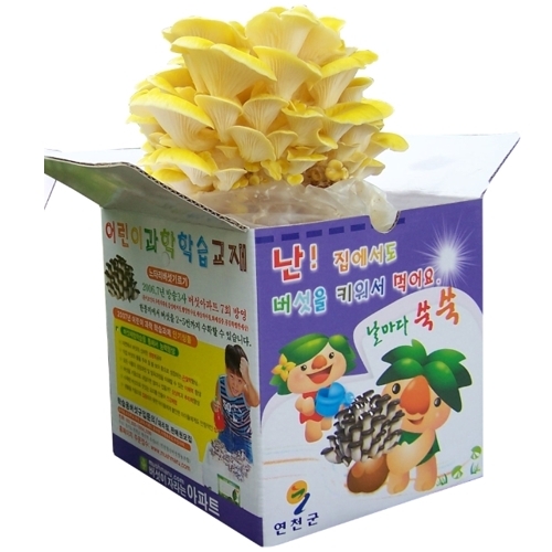 [연천조합] 학습용 노랑 느타리버섯 키우기/자연관찰/식목일