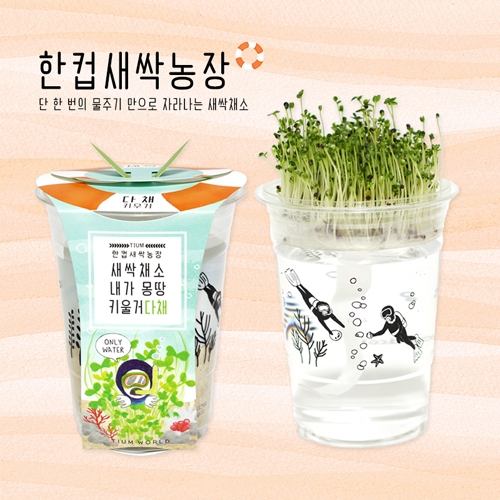 한컵새싹농장_다채키우기