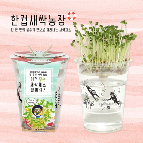 한컵새싹농장_무순키우기