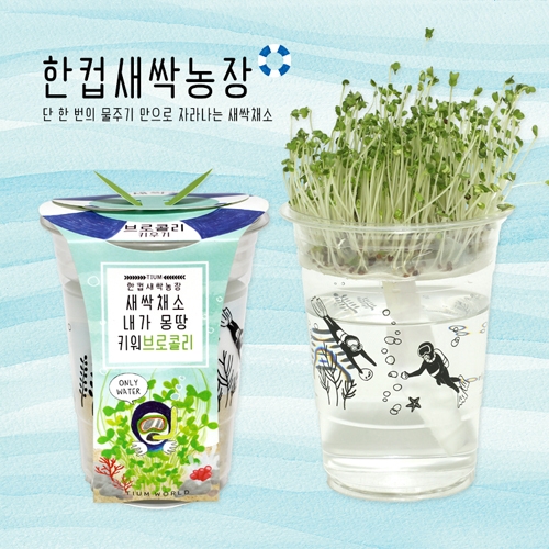 한컵새싹농장_브로콜리키우기