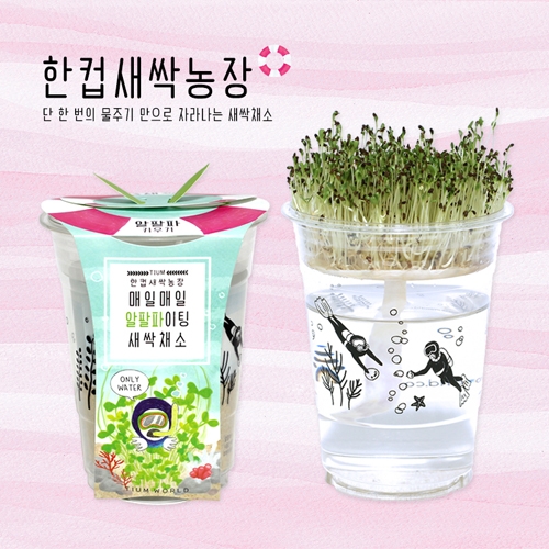 한컵새싹농장_알팔파키우기