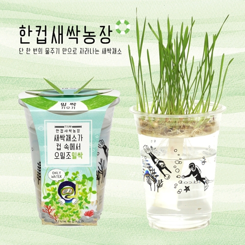 한컵새싹농장_밀싹키우기