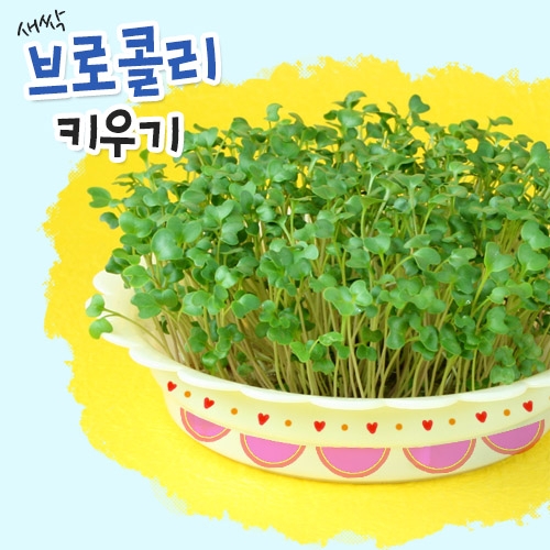 [탑키드] 새싹 브로콜리 키우기 (5인용)