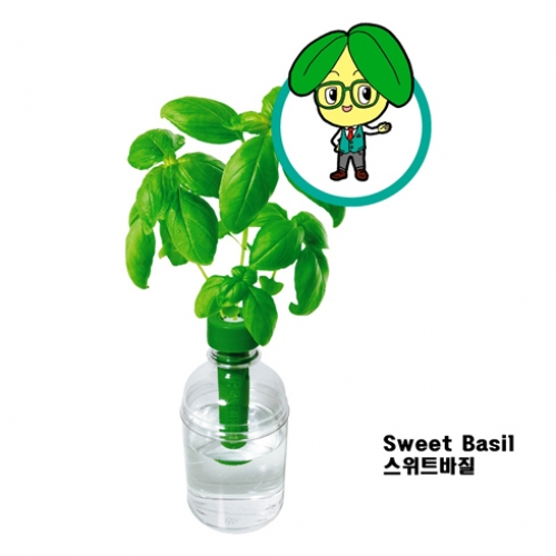 스위트바질 / 펫트 식물키우기