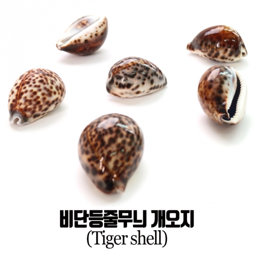 비단등줄무늬 개오지/소라/조개/고둥