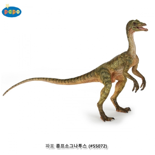 [파포] 콤프소그나투스 (616PP55072)