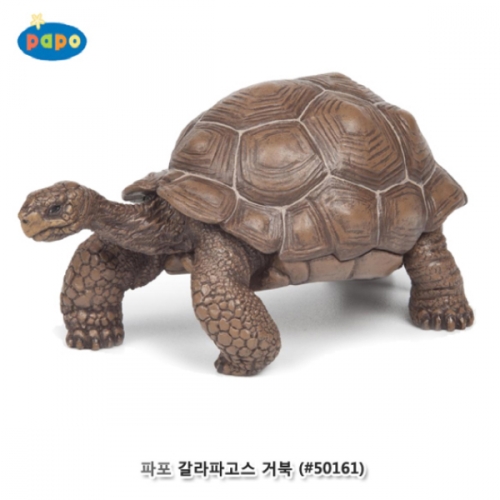 [파포] 갈라파고스 거북 (616PP50161)