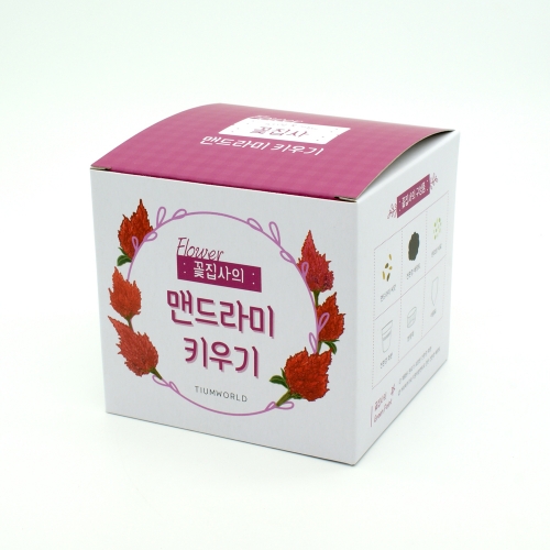 (우리집 정원가꾸기)꽃집사 - 맨드라미 키우기