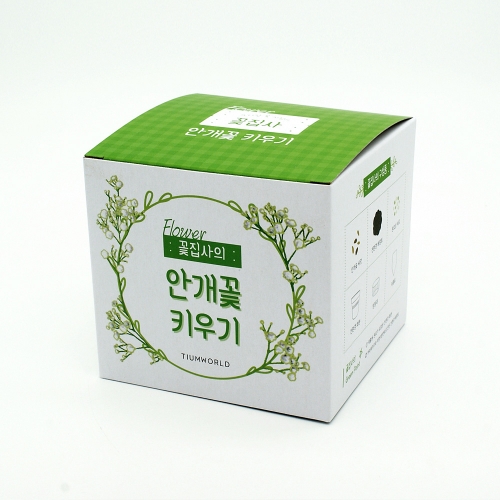 (우리집 정원가꾸기)꽃집사 - 안개꽃 키우기