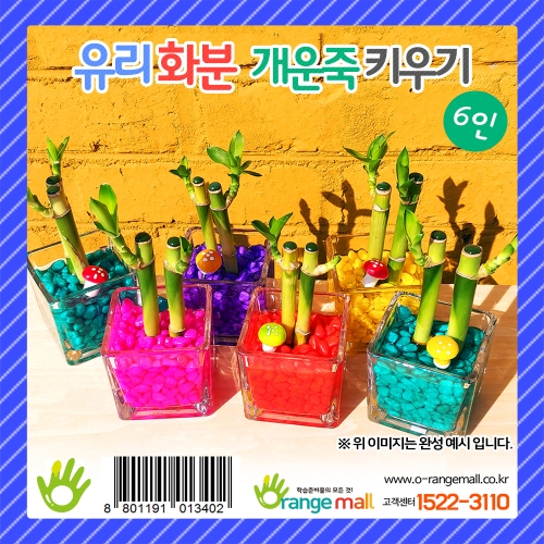 [식물키우기]유리화분 개운죽키우기 - 6인