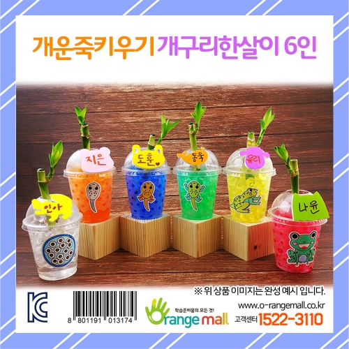 [식물키우기]개운죽키우기 개구리한살이(6인용)