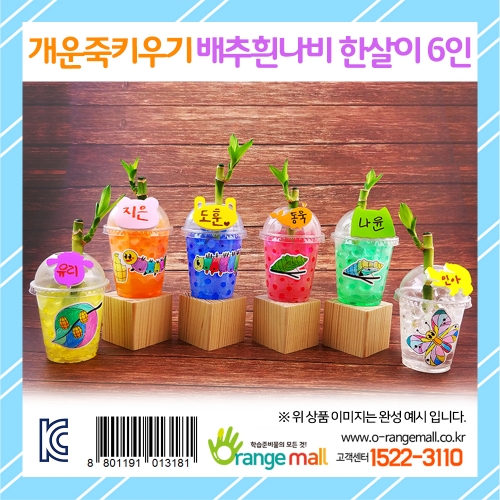 [식물키우기]개운죽키우기 배추흰나비한살이(6인용)