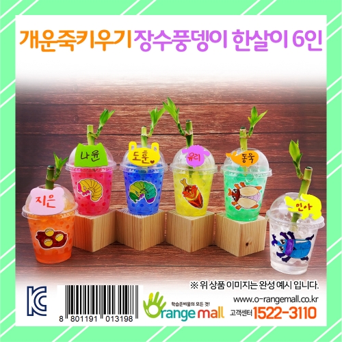 [식물키우기]개운죽키우기 장수풍뎅이한살이(6인용)