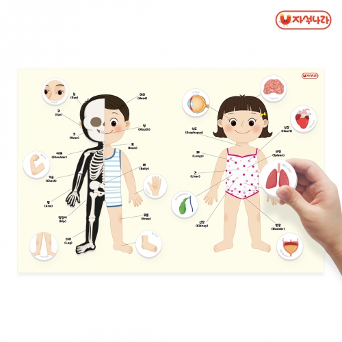 [자석나라] 자석이 붙는 인체 포스터 (나의 몸) (40x60) /학습벽보/병원놀이/장기/뼈