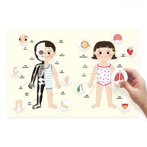 [키즈비전] 자석이 붙는 인체 포스터 나의몸