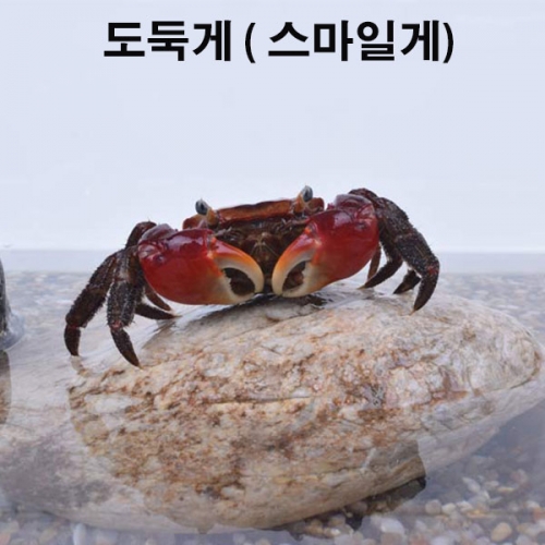 [도둑게 스마일게] 프리미엄 키우기 세트
