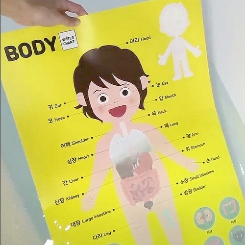 [크리팝] 색이 변하는 워터차트 (방수포스터 벽보) 인체