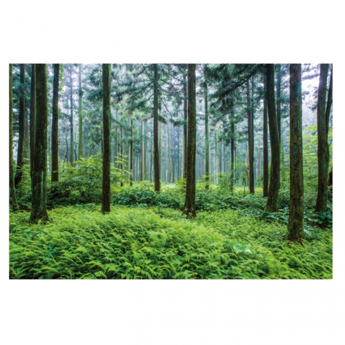 [키즈디자인] 숲속배경현수막 4036