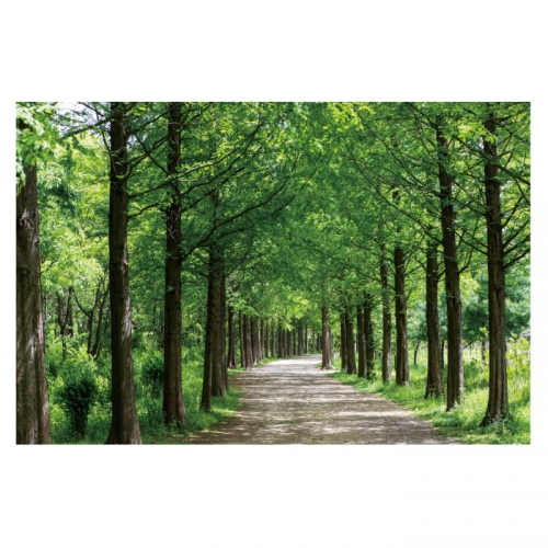 [키즈디자인] 숲속배경현수막 4043