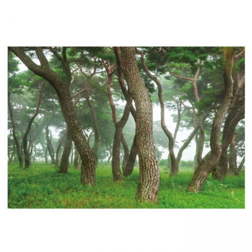 [키즈디자인] 숲속배경현수막 4049 소나무숲