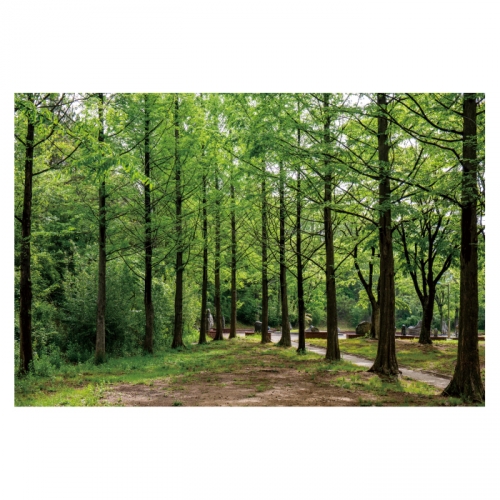 [키즈디자인] 숲속배경현수막 4053
