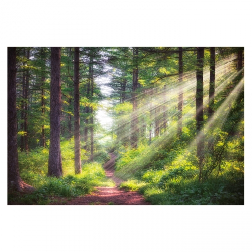 [키즈디자인] 숲속배경현수막 4054